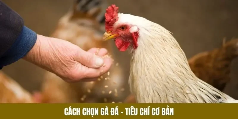 Hướng dẫn cách chọn gà đá theo tiêu chí cơ bản nhất
