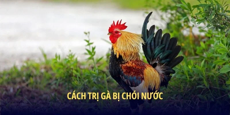 cách trị gà bị chói nước