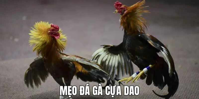Mẹo đá gà cựa dao