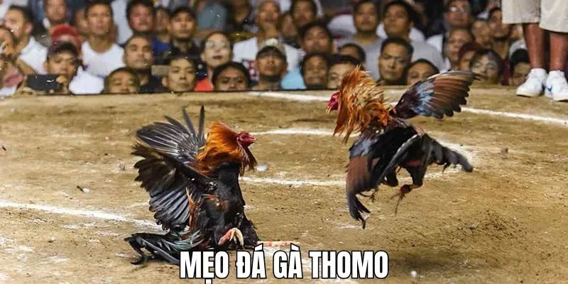Mẹo đá gà Thomo