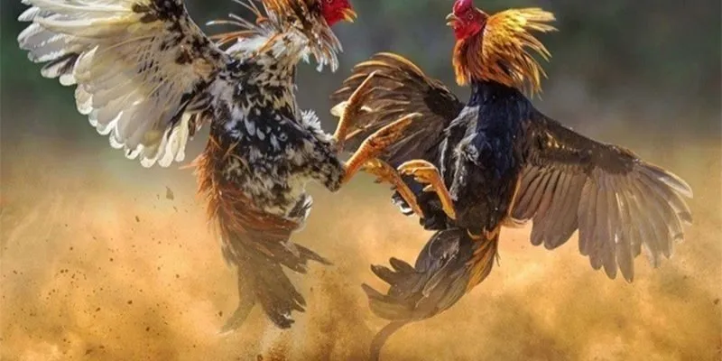 Điểm qua những mẹo đá gà đòn thắng bất bại