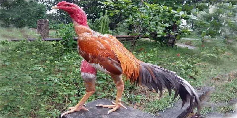 Cách Nuôi Gà Đá Không Bị Hốc nguyên nhân
